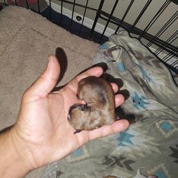 Cresto - Black sabled fawn male Chihuahua puppy in Gray, Louisiana from Chi Chi's Place LLC