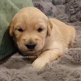 Lime Green collar - Golden female Golden Retriever puppy in Saint Helens, Oregon from Ebert Golden Retrievers & Pugs