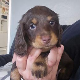 Viper - Chocolate and tan male Dachshund puppy in Willcox, Arizona from Tootsie's Tiny Toes