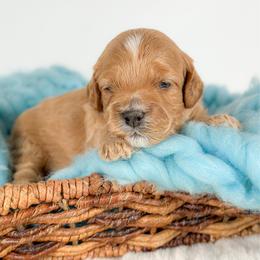 George - Golden male Cockapoo puppy in Pledger, Texas from Sugarbear Cockapoos
