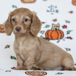 Cashew - Cream female Dachshund puppy in Cottage Grove, Oregon from Hidden Hills Dalmatians