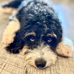 Cleon - Bernedoodle