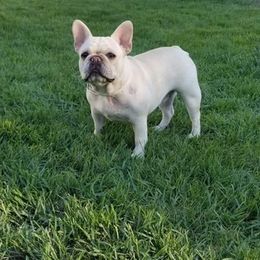 French Bulldogs from Guillermo García-Amaro's French Bulldogs