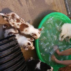 Border Collie, Bordoodle, and Maremma Sheepdog Puppies from 2J 2K Border Collies