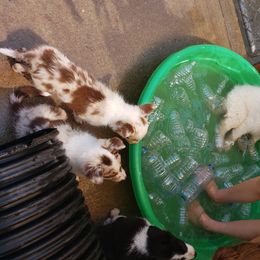 Border Collie, Bordoodle, and Maremma Sheepdog Puppies from 2J 2K Border Collies