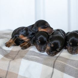 Dachshund and Golden Retriever Puppies from Golden Badger Kennels