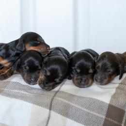Dachshund and Golden Retriever Puppies from Golden Badger Kennels