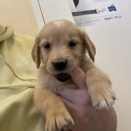 Boy 1 - Dark golden male Golden Retriever puppy in Murrieta, California from The Golden Leash Kennels