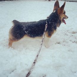 Tucker - Pembroke Welsh Corgi