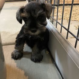 Krystal - Salt and pepper female Miniature Schnauzer puppy in San Bernardino, California from Rose Lane Schnauzers