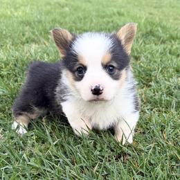 Charlie - Black and tan male Pembroke Welsh Corgi puppy in Hillsville, Virginia from Bonderosa Kennels