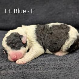 Light blue - Black and white female Sheepadoodle puppy in Seaman, Ohio from Ohio Valley Sheepadoodles