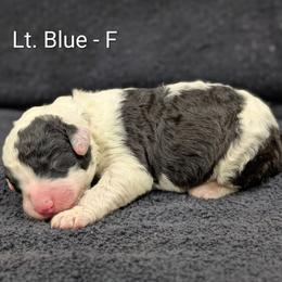 Light blue - Black and white female Sheepadoodle puppy in Seaman, Ohio from Ohio Valley Sheepadoodles