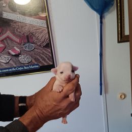 2 - Black and white male Chihuahua puppy in Murphy, North Carolina from Ay Chihuahua's