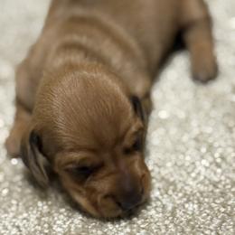 Max - Wild boar male Dachshund puppy in Hardy, Arkansas from Tracy's Dachshunds