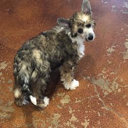 Apple - Black white and tan female Chinese Crested puppy in Rockwall (Dallas Area), Texas from Ridgelake Ranch Chinese Cresteds