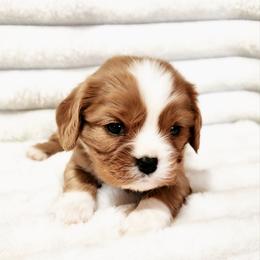 Corvette - Ruby male Cavalier King Charles Spaniel puppy in Wilburton, Oklahoma from My Kids Kennel
