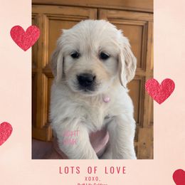 Golden Retriever Puppies from Ruff Life Goldens