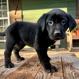 Black Boy Orange Collar - Black male Labrador Retriever puppy in Ozark, Arkansas from Middle Ridge Retrievers