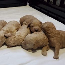 Goldendoodles from Saleena's Goldendoodles