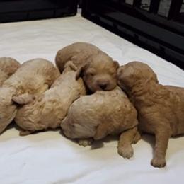 Goldendoodles from Saleena's Goldendoodles