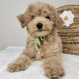 Eleanor - Apricot female Goldendoodle puppy in Temecula, California from Oodles O'Doodles