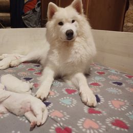 Borzoi and Samoyed Puppies from Kalabria