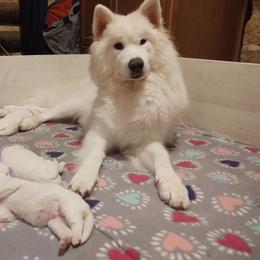 Borzoi and Samoyed Puppies from Kalabria