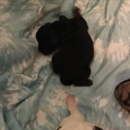 Girl one - Black female Poodle puppy in East Providence, Rhode Island from Marta's Cavaliers