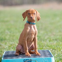 German Shorthaired Pointer and Vizsla Puppies from Nosam Kennels