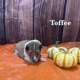 Girl 1 - female Collie puppy in Waterville, Iowa from Lisa’s Lassies