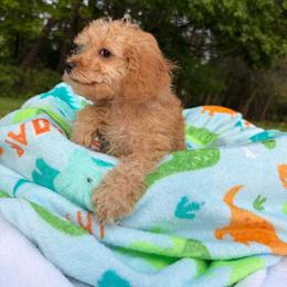 Rascal - Brown male Maltipoo puppy in Mahwah, New Jersey from Awwws-n-Pawws