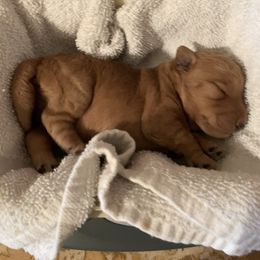Lakeland Terrier Puppies from Well-Red Lakeland Terriers
