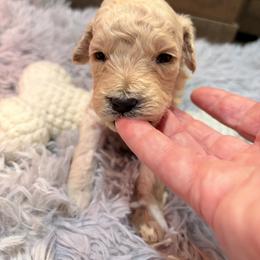 Ada Dark pink collar - Cream female Goldendoodle puppy in Atco, New Jersey from Flannery’s lucky pup’s🍀