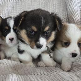 Pembroke Welsh Corgi puppies from Kandi's Pups