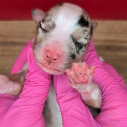 Quinn4Girl1- BMF,NBT,AKC,OFAs,Genetics - Blue merle female Australian Shepherd puppy in South Hill, Virginia from Silverside Aussies LLC