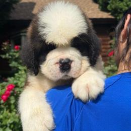Orange Collar - Brown and white male Saint Bernard puppy in New York from Johnson Farms