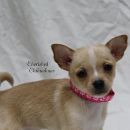 Princess - Cream female Chihuahua puppy in Willamina, Oregon from Cherished Chihuahuas