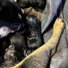 French Bulldog Puppies from Ayala’s