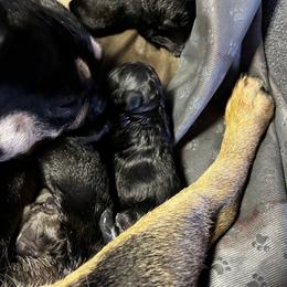 French Bulldog Puppies from Ayala’s