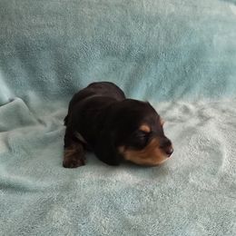 Girl 3 - female Dachshund puppy in Willcox, Arizona from Tootsie's Tiny Toes