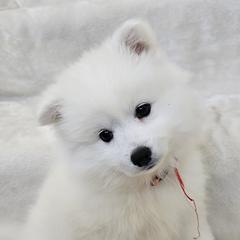 American Eskimo Dog Puppies from SoCal American Eskimos