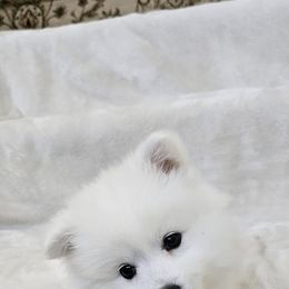 American Eskimo Dog Puppies from SoCal American Eskimos