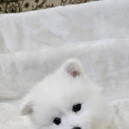 American Eskimo Dog Puppies from SoCal American Eskimos