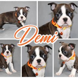 Demi - Brindle and white female Boston Terrier puppy in Brooksville, Florida from I Love Pups