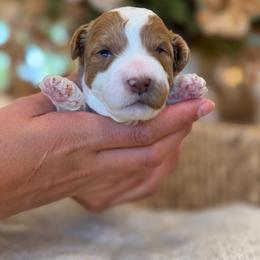 Rachel - Blenheim female Cavapoo puppy in Yuciapa, California from AlltheDoodlez_
