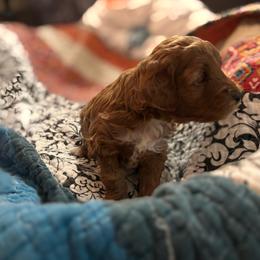 Fisher - Red  male Goldendoodle puppy in Lillington, North Carolina from Peace, Love, and Puppies at the Creek
