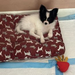Boy 2 - White and black Papillon puppy in Plainville, Connecticut from Guardian’s Papillons