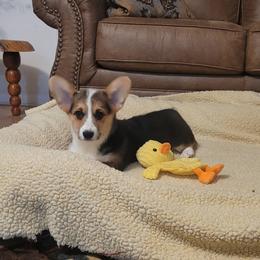 Daisey - Black and tan female Pembroke Welsh Corgi puppy in Sparta, Tennessee from Poso Creek Corgis