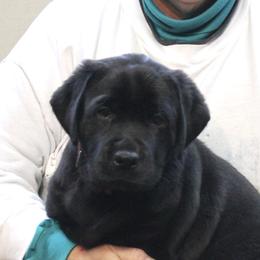 Labrador Retriever Puppies from Jody Parisi's Dunluce Labrador Retrievers